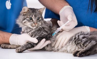 Përkujdesja veterinare për macet