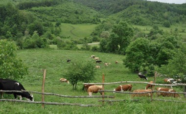 Hapet periudha për aplikim për blegtori, bletari dhe vreshtari