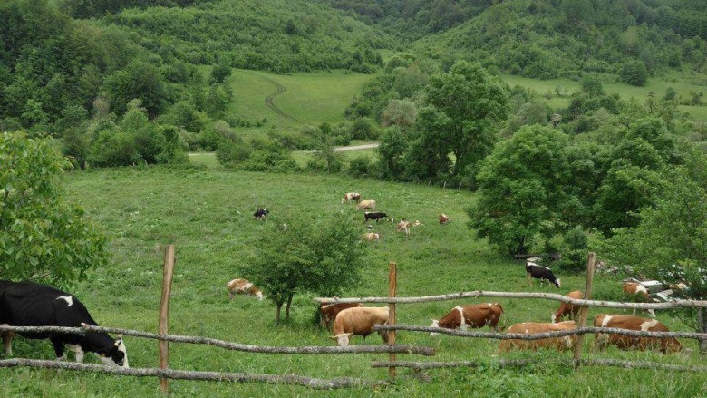 Hapet periudha për aplikim për blegtori, bletari dhe vreshtari