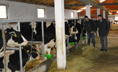 Fermerët llapjanë rrisin numrin e lopëve qumështore