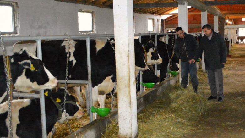 Fermerët llapjanë rrisin numrin e lopëve qumështore