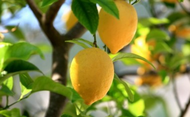 Në Kosovë kultivohet edhe limoni