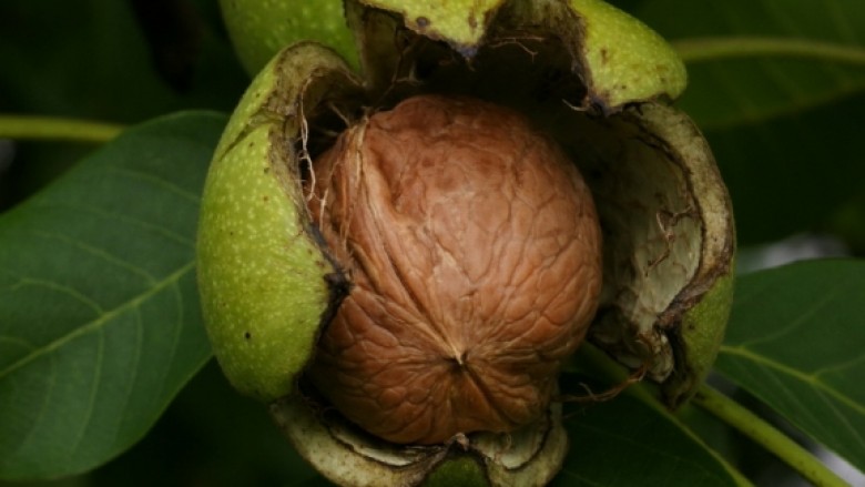 Rriten kërkesat për kultivimin arrave në plantacione