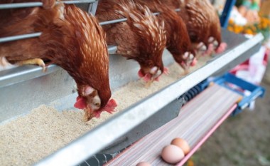 Në Kosovë brenda vitit prodhohen mbi 200 milionë vezë
