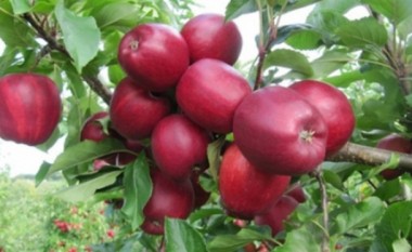 Sot dita tradicionale e vjeljes së mollës