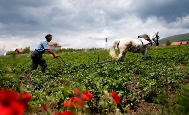Ditë të hapura për bujqit nga Strumica