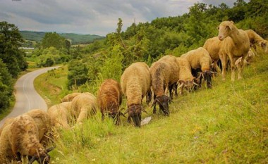 “Bujqit” i bashkohen protestës së opozitës