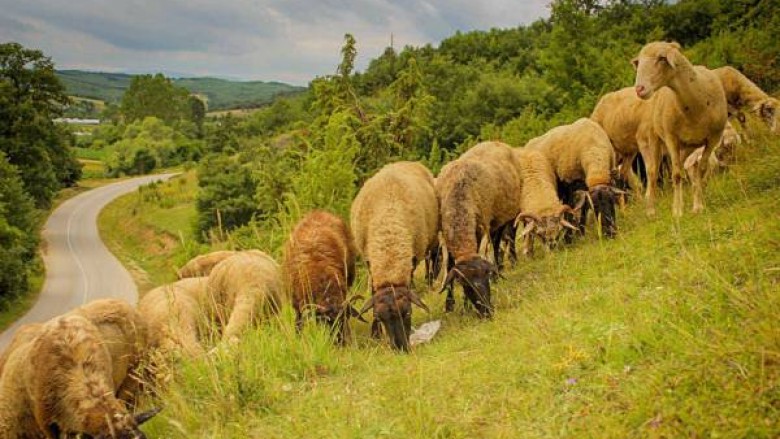 “Bujqit” i bashkohen protestës së opozitës