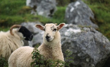 Dragashi po e humb traditën e deleve