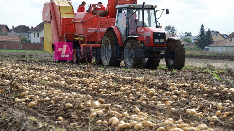 Kosova prodhon mjaft patate – edhe për eksport