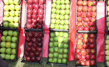U mbajt Dita e vjeljes së mollës në  Kovragë