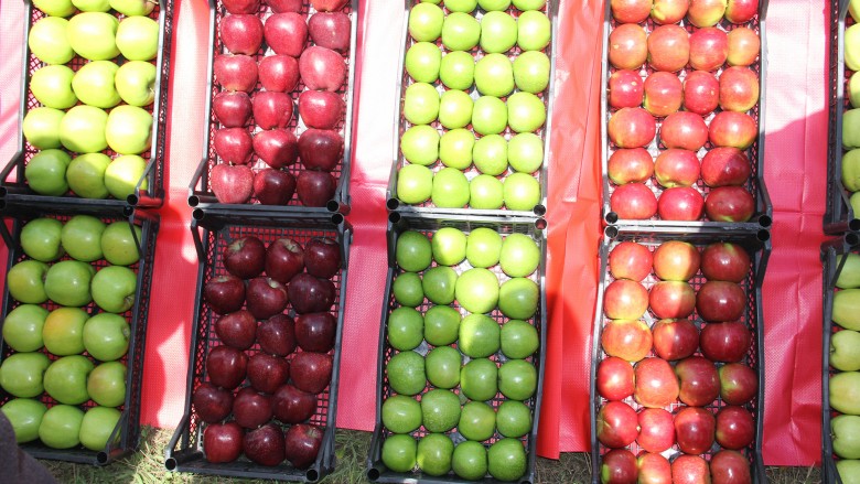 U mbajt Dita e vjeljes së mollës në  Kovragë