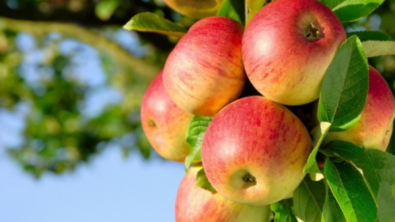 Rusia interesohet për mollat e Prespës