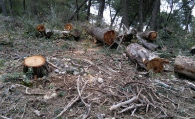 Arrestohen shtatë persona në Ferizaj, u kapën duke prerë dru ilegalisht