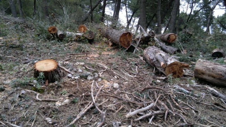 Arrestohen shtatë persona në Ferizaj, u kapën duke prerë dru ilegalisht