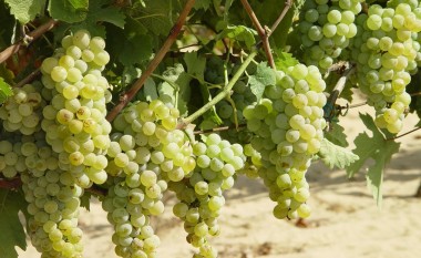 Rreth 200 milionë denarë për kultivuesit e rrushit në Maqedoni