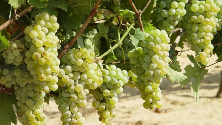 Rreth 200 milionë denarë për kultivuesit e rrushit në Maqedoni