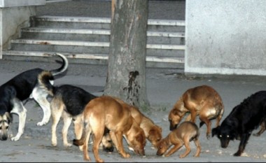 Maqedoni, Oda e Veterinarisë kërkon gjoba për pronarët e papërgjegjshëm të qenve