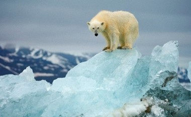 Arinjtë Polar nuk janë specie në zhdukje