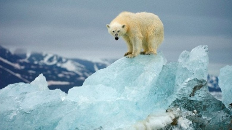 Arinjtë Polar nuk janë specie në zhdukje