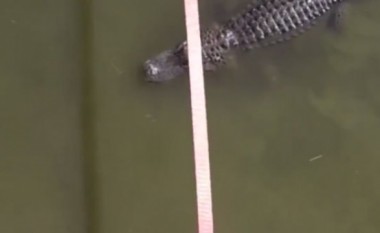 Aventurë e rrezikshme:  Ecja nëpër litar, mbi ujin me krokodilë (Video)