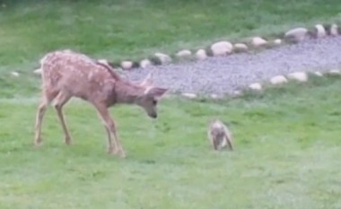 Bambi ekziston vërtetë (Video)