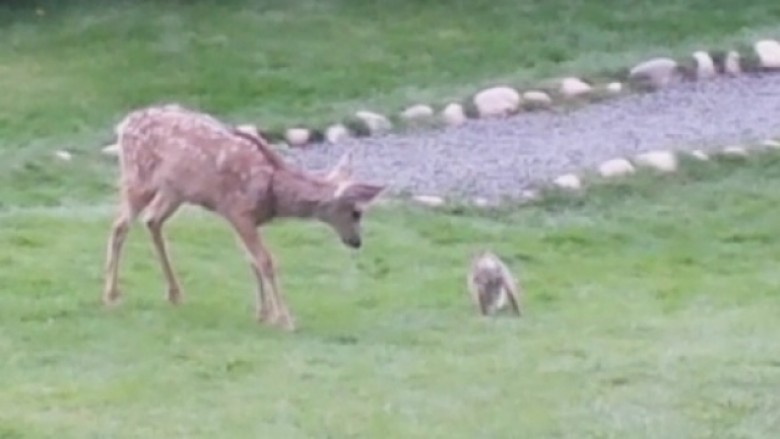 Bambi ekziston vërtetë (Video)