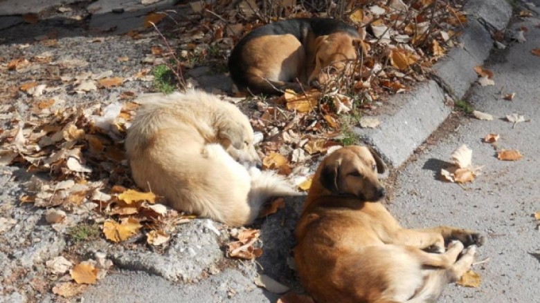 Kompania që merret me trajtimin e qenve endacak të Tetovës, figuron e paautorizuar nga AUV