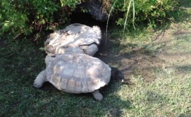 Breshka i del në ndihmë breshkës së rrotulluar (Video)