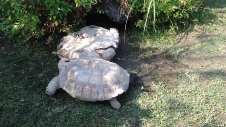 Breshka i del në ndihmë breshkës së rrotulluar (Video)