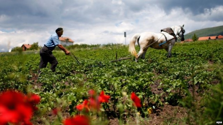 Thirrje bujqve të Maqedonisë që të dorëzojnë kërkesë për vlerësimin e dëmeve nga moti i ligë