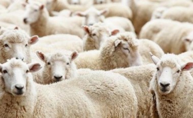 Tufa e deleve futet në serën e kanabisit, “ia avullojnë” grekut 100 kilogramë nga kjo bimë