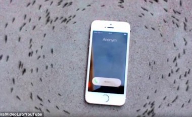 E çuditshme: Buburrecët krijojnë “rrethin e vdekjes”, kur dëgjojnë zilen e iPhone-it (Video)