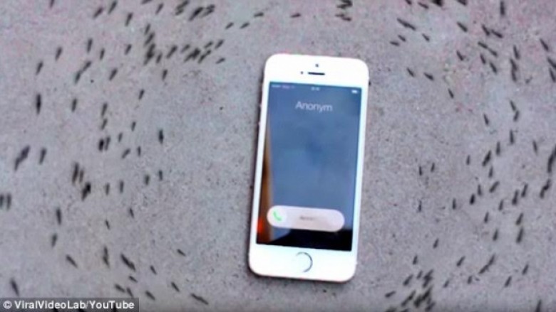 E çuditshme: Buburrecët krijojnë “rrethin e vdekjes”, kur dëgjojnë zilen e iPhone-it (Video)