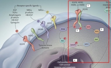 EGFR i mbron qelizat kanceroze nga uria