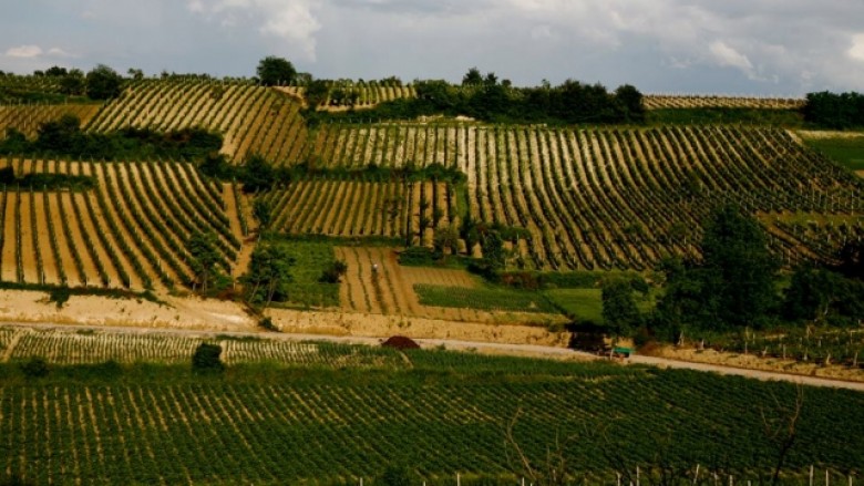 Vreshtarët bllokuan rrugën Kavadar – Negotinë, kërkojnë ndihmë nga shhteti