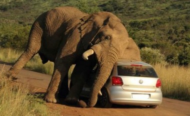 Takimi i pazakontë: Elefanti dhe vetura (Foto)