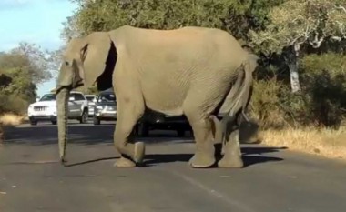 Elefantët bllokojnë trafikun për të lënë “këlyshin” të kalojë (Video)