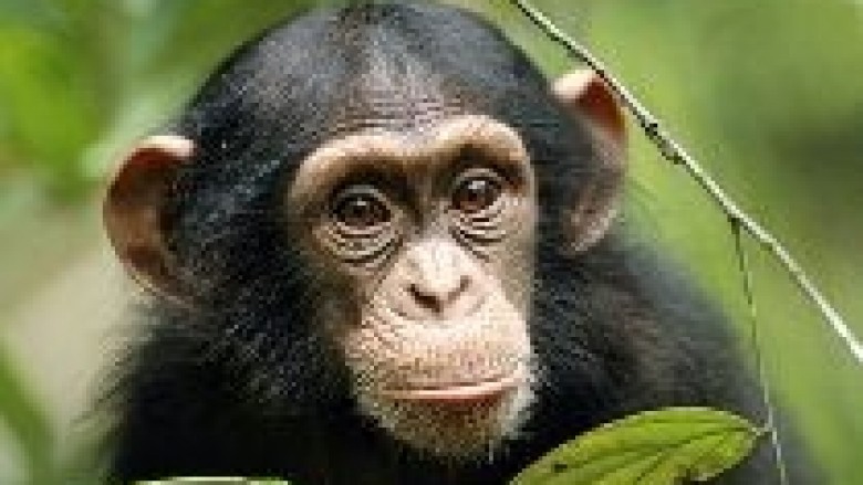 Shimpanzet mund të gjykojnë drejtë