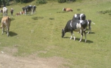 Vehapi, gjermanë na ndihmoni për bujqësinë