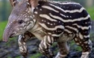 Amerikë Jugore: Zbulohen numër i konsiderueshëm i tapirëve