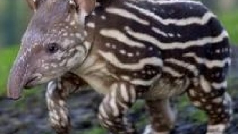 Amerikë Jugore: Zbulohen numër i konsiderueshëm i tapirëve