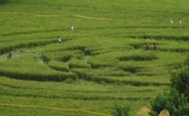 Rrathët në fushat e Indonezisë dëshmi se ekzistojnë UFO-t