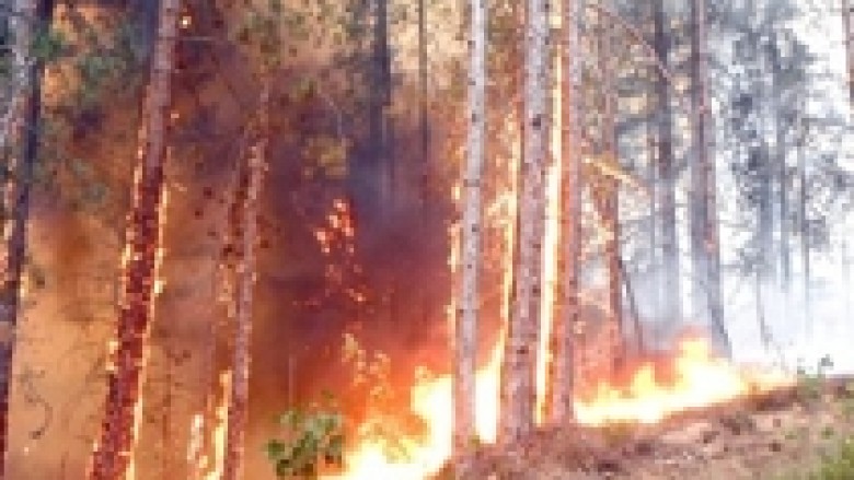 Mobilizohen për mbrojtjen e pyjeve nga zjarri