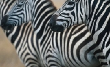 Më në fund u zbulua përse zebrat janë me vija