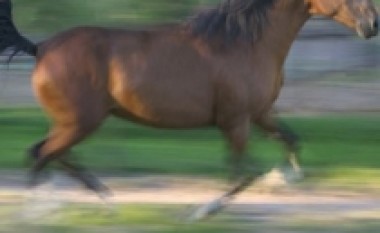 Specialiteti i ushqimeve të egra në Zelandën e Re