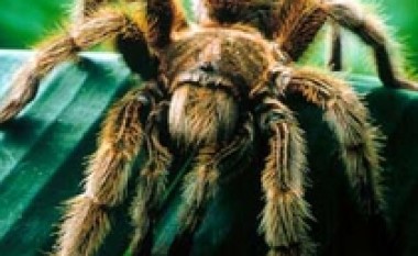 Doganierët gjejnë 164 tarantula në automjet