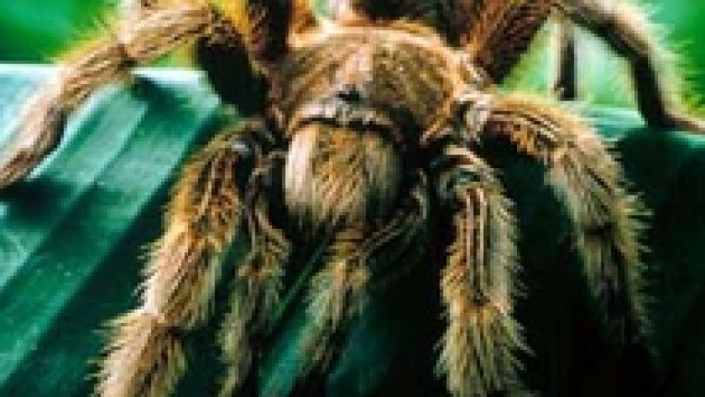 Doganierët gjejnë 164 tarantula në automjet