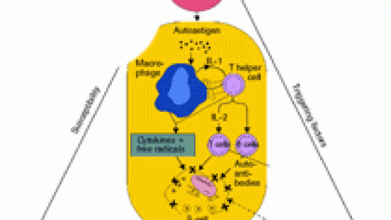 Antagonisti i receptorit të IL-1 i mbron qelizat- β te diabeti tip I