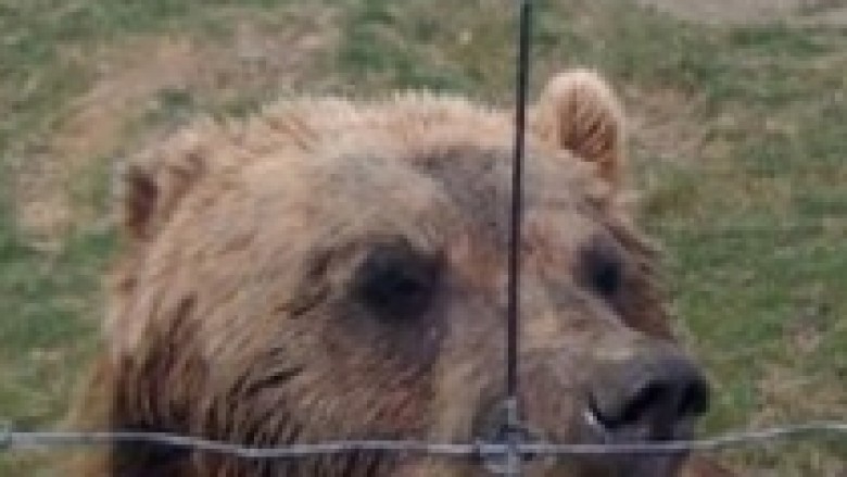 Konfiskohen dy arinj të murrmë në Prizren